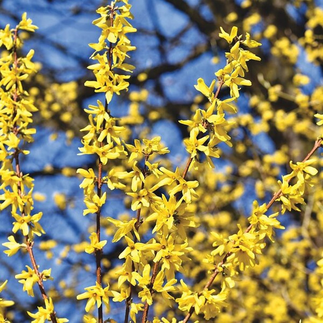 Forsythia – Forsythia intermedia 'Lynwood' - 40-60 CM bare root 0/1 2-3 branche